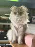 皇家GI32猫粮GIM35猫腹泻呕吐便血胃肠炎GIK35成幼猫肠道处方粮配方粮 GI32成猫肠道处方粮 1.5kg*1包 实拍图