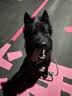 伯纳天纯狗粮中大型犬全价成年犬粮17kg羊肉蔓越莓味囤货装 实拍图