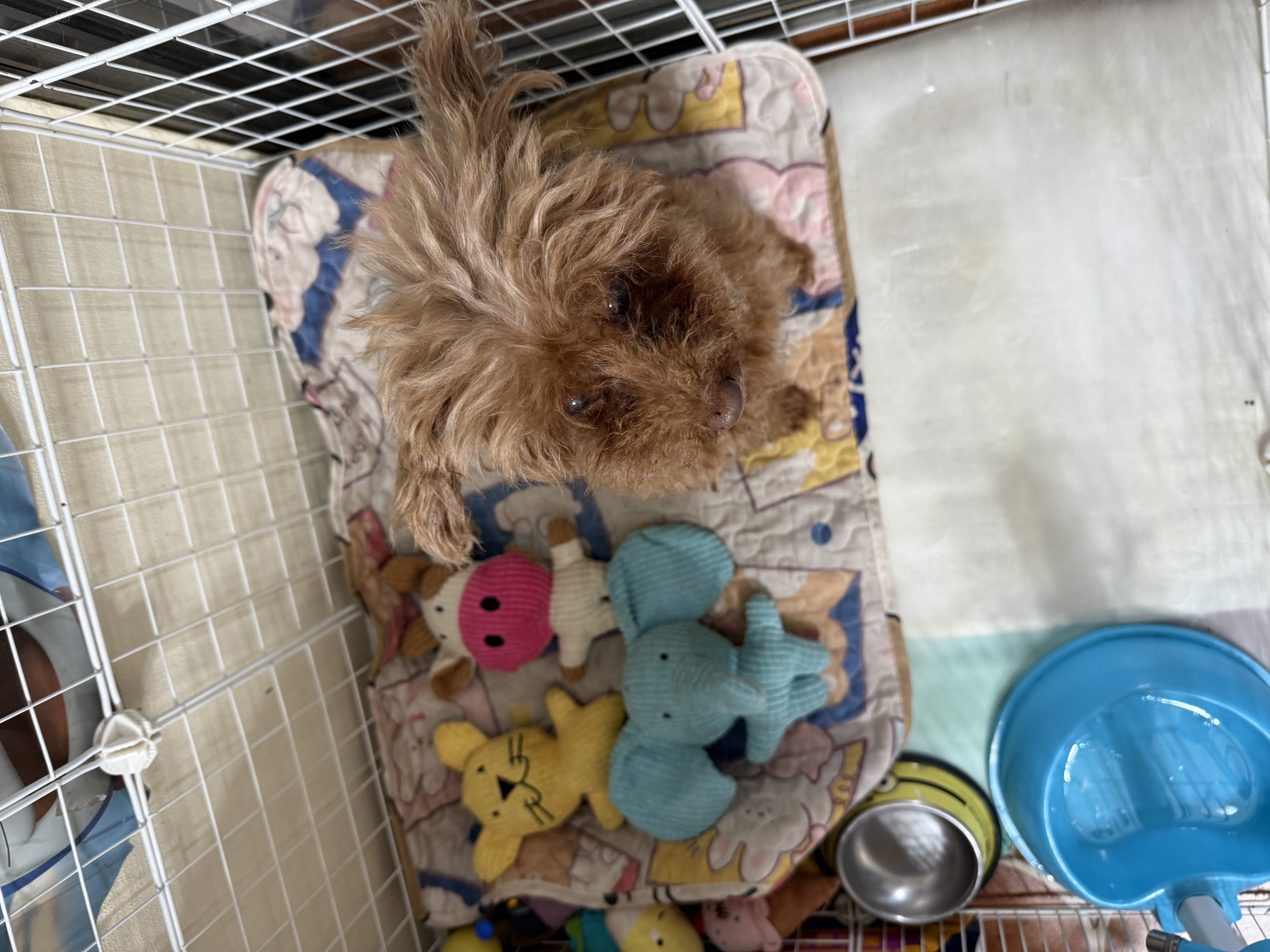 HELLOJOY狗狗玩具发声耐咬自嗨解闷神器磨牙消耗体力中小型犬幼犬宠物用品 实拍图