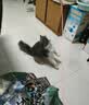 【京东快递】逗猫棒钓鱼竿长杆猫玩具羽毛铃铛宠物用品小鱼玩具 钢丝羽毛逗猫棒1根装 实拍图