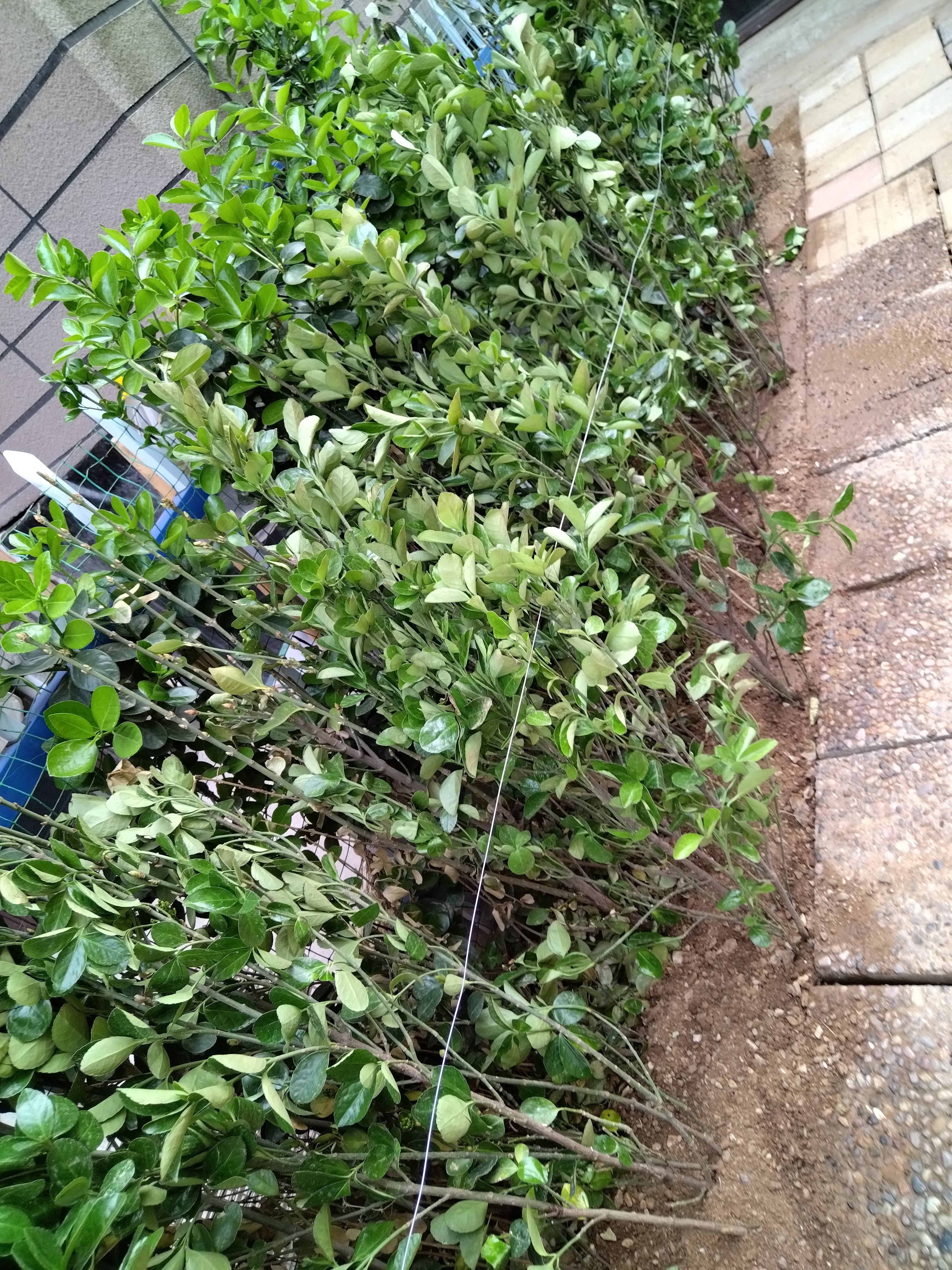 花行榜冬青树苗法国北海道黄杨直立篱笆墙庭院围墙植物耐寒绿篱源头直发 实拍图
