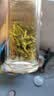 乐品乐茶高山绿茶浓香耐泡高性价比口粮茶特级明前春茶 500g自饮2026新茶 实拍图