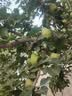 乔安（JOOAN）高清监控摄像头室外家用监控无线wifi监控器360度无死角带夜视全景旋转云台户外家用手机远程AI 实拍图