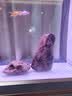 森森（SUNSUN）大型鱼缸底过滤水族箱客厅家用落地玻璃生态金鱼缸 【实时温显+灯控】纳米灰 0.8米长35cm宽 实拍图