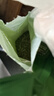 京东京造 真茶豆腐混合猫砂2.5kg*4 除臭抑菌低尘不粘底强吸水易结团 实拍图