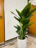 植男植女天堂鸟盆栽客厅室内好养大型落地真绿植办公室植物鹤望兰源头直发 实拍图