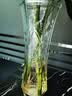 花翁水培绿植室内水养花卉盆栽六角玻璃花瓶【竹叶款】高30cm源头直发 实拍图