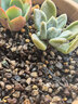 史丹利兰花专用土君子兰蝴蝶兰营养土松树皮泥炭种植盆栽养花土壤10L 实拍图