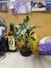 花翁八方来财鸭脚木水培植物花卉盆栽办公室绿植七叶莲室内净化空气 实拍图