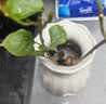 重瓣红三角梅盆栽带花三角梅苗勤花品种爬藤老桩室内花卉植物四季 四季红 3年苗【当年开花】不含盆 实拍图