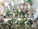 精忠报国植物补光灯大棚蔬菜花卉led室内绿植专用仿太阳全光谱园林生长灯 【仿太阳全光谱补光灯】白-30W 配3米灯头线 实拍图