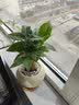 花翁发财树小盆栽绿植物室内客厅装饰中式盆景办公室桌面摆件源头直发 实拍图