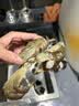 【活蟹】湖鲜阳澄 大闸蟹 去绳足重 2.5-2.8两 12只 鲜活六月黄现货超大螃蟹水产礼盒装 实拍图