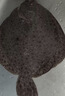 鲜活多宝鱼450-550g/条 实拍图