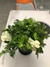 花翁栀子花盆栽四季开花卉大全树苗室内绿植好养易活茉莉花源头直发 实拍图