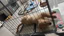 憨憨宠 狗笼猫笼 狗笼子小型犬带厕所幼犬折叠便携猫笼子宠物笼具兔笼 黑色加粗狗丝笼 70*50*60cm【建议25斤内】 实拍图