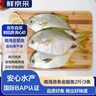 鲜京采南海金鲳鱼净重2斤/3条装BAP认证海鲜真空纯鱼肉【京东自有品牌】 实拍图