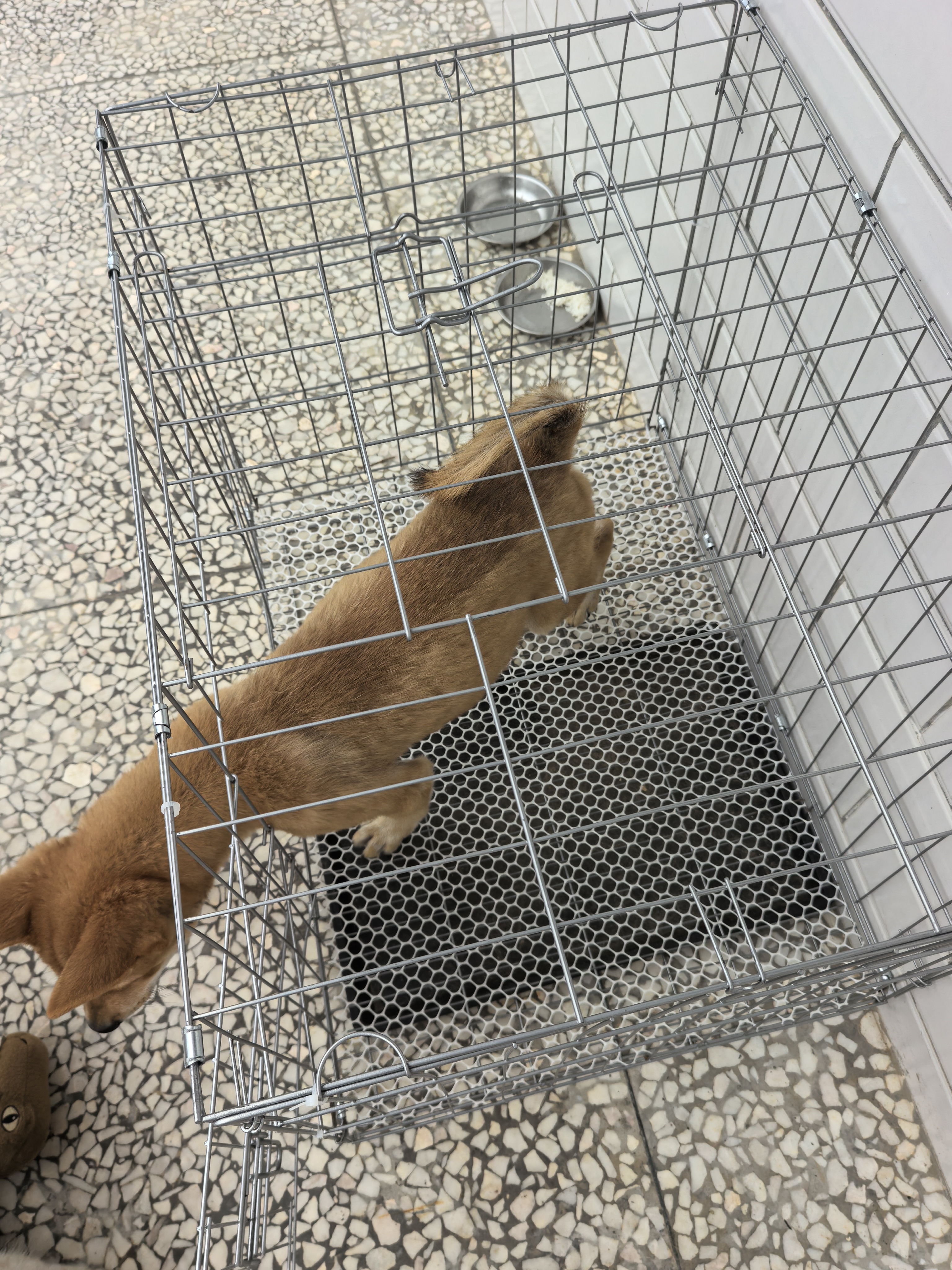 憨憨宠狗笼中小型犬狗笼子大猫笼带厕所加粗折叠宠物笼子柯基笼幼犬狗笼 加粗狗笼 银色 71*60*50cm 建议25斤内 带托盘式厕所+防卡脚垫片 实拍图