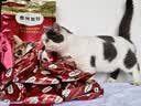 弗列加特猫粮 磷虾油美毛 全价鲜肉天然粮 幼猫粮乳鸽味2kg 实拍图