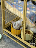 皇家猫粮 幼猫猫粮 幼猫奶糕 K36 通用粮 4-12月 2KG*3 实拍图