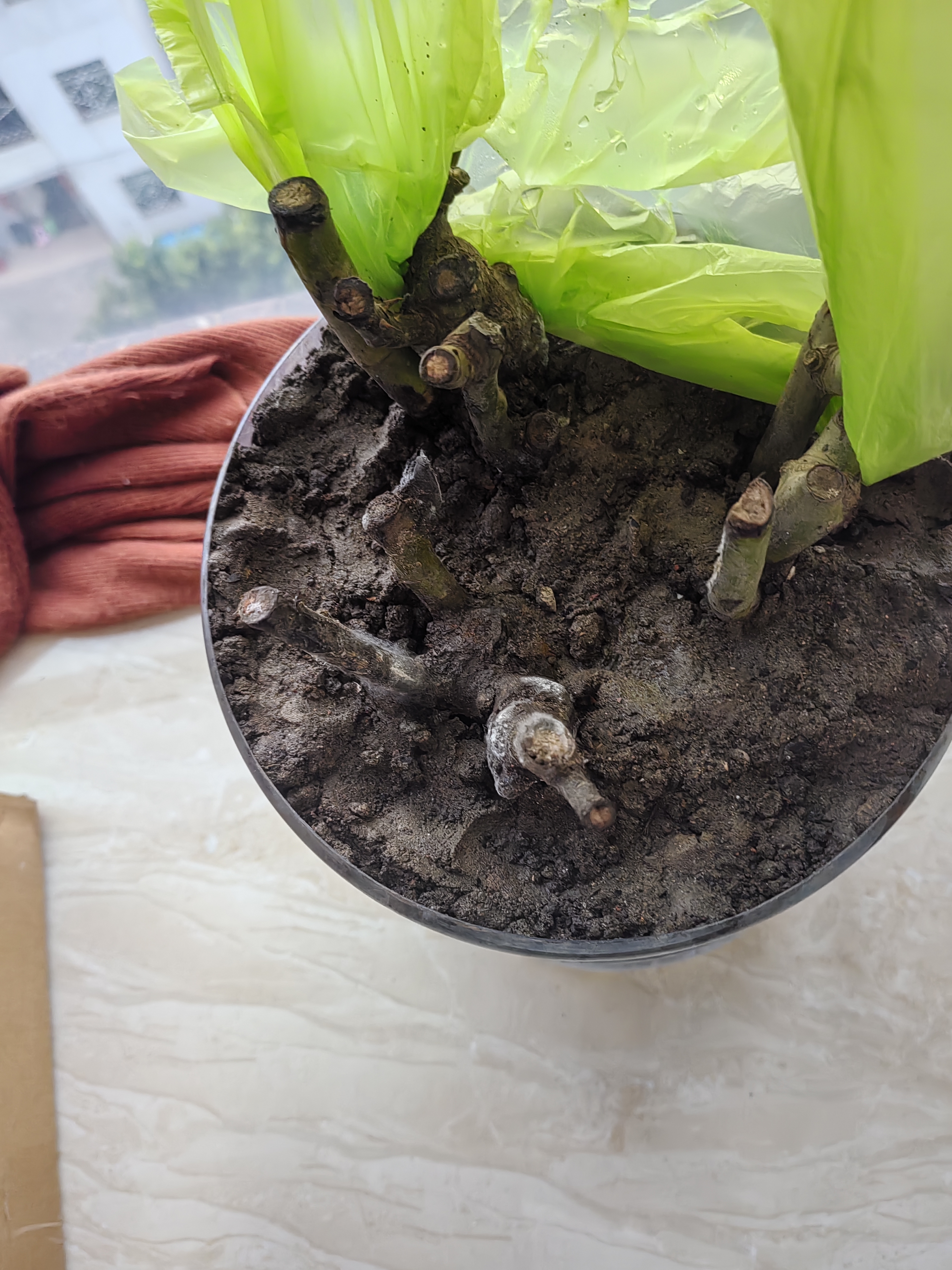 玫瑰花苗老桩绿植物盆栽月季蔷薇老根室内外阳台庭院特大花卉四季 (9红双喜（老桩苗四季开花） 实拍图