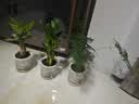绿有意绿植盆栽多肉花卉盆栽植物室内桌面水培绿植办公室客厅植物懒人 聚财3盆】文竹+富贵竹+发财树 实拍图