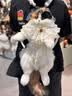 Chongker宠客米努特猫咪背包仿真拿破仑猫公仔毛绒玩具送女生生日礼物 实拍图