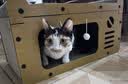 诚实一口P40全价猫粮成猫幼猫室内外80%鲜肉高蛋白长肉美毛鸡鱼味400g 实拍图