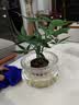 八芽水培植物发财树小盼菩提桌面盆栽净化空气室内摆件办公室绿植花卉 双杆发财树-轻奢小蓝瓶-几何木架 含盆 实拍图