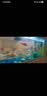 憨憨乐园 鱼缸过滤材料净水魔方大号水族滤材细菌球过滤器材 实拍图