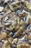 味滋源带衣核桃仁250g原味 新疆185纸薄皮熟核桃 孕妇儿童每日坚果零食 实拍图
