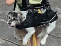 WAKYTU狗狗横背包单双肩可斜挎拆卸小中大型犬宠物外出便捷包适用8-16斤 实拍图