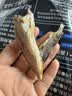 三只松鼠原味黄鱼酥250g  吮指香酥小黄鱼海味休闲追剧零食小吃 实拍图