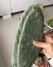 急兔仙人掌叶片可嫁接蟹爪兰开花无根仙人掌叶片约10厘米6片源头直发 实拍图
