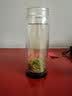 乐品乐茶毛尖茶叶特级明前春茶嫩芽2026新茶礼盒装250g冷泡茶绿茶自己喝 实拍图