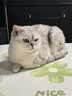 皇家猫粮 挑嘴成猫猫粮 高适口性 EF38 通用粮 12月以上 2KG 实拍图