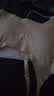 猫人少女内衣女文胸女童发育期初高中学生无痕小背心运动防震胸罩白L 实拍图