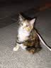 【鱼油鳖蛋卵磷脂片】狗狗猫咪美毛亮毛护肤增色片 【亮毛护肤】鱼油鳖蛋卵磷脂片 150片/瓶 实拍图