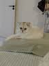 小佩五合一混合猫砂 活性炭豆腐混合 膨润土猫砂可冲厕所除臭 5合1混合砂 3.6kg*8包 规格 实拍图
