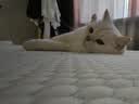 醇粹黑标猫粮全价无谷冻干猫粮纯粹成猫幼猫猫粮1.5kg 实拍图
