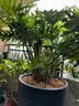 九千谷植物支撑架支撑支架园艺花架阳台爬藤护叶半圆35*70CM 2对装8373 实拍图