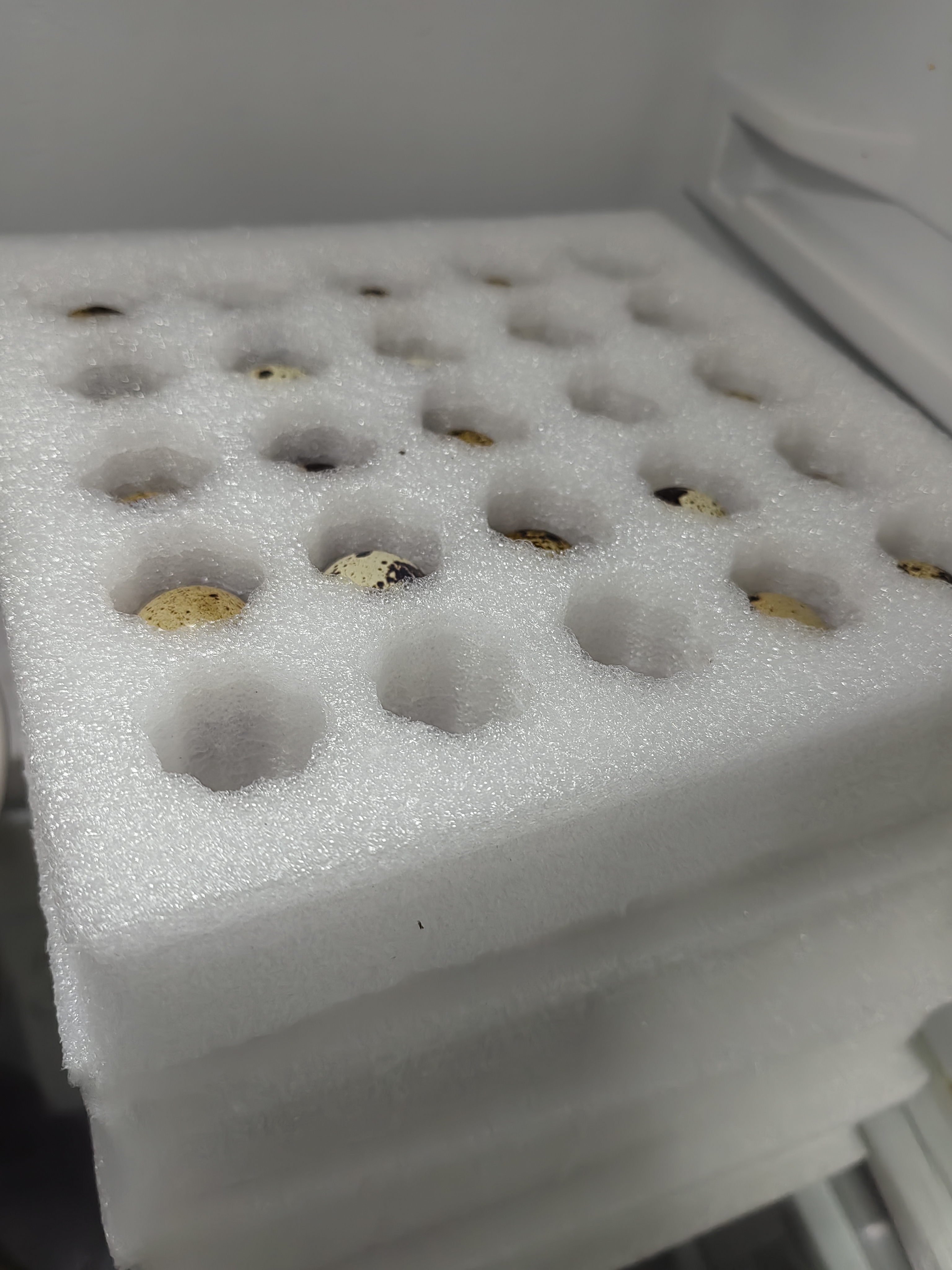 耕果妙河南濮阳新鲜鹌鹑蛋100颗生鲜鹌鹑蛋小鸟蛋净重2斤 源头直发包邮 实拍图