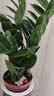 通沭金钱树室内外盆栽花卉绿植桌面盆栽植物 金钱树+早安盆源头直发 实拍图