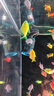 森森（SUNSUN）造浪泵鱼缸水族箱冲浪泵耀蓝造流吹粪便吹鱼便 吸盘款5W 流量调节 适合60-80cm鱼缸 实拍图