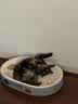 憨憨乐园猫玩具逗猫棒自嗨解闷神器幼猫成猫小猫咪羽毛玩具宠物用品 HL 实拍图