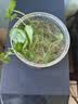 意轩铜钱草水培盆栽室内室外花卉金钱草绿植吸绿植花草植物 1盆【100根茎带叶发货不含盆】 实拍图