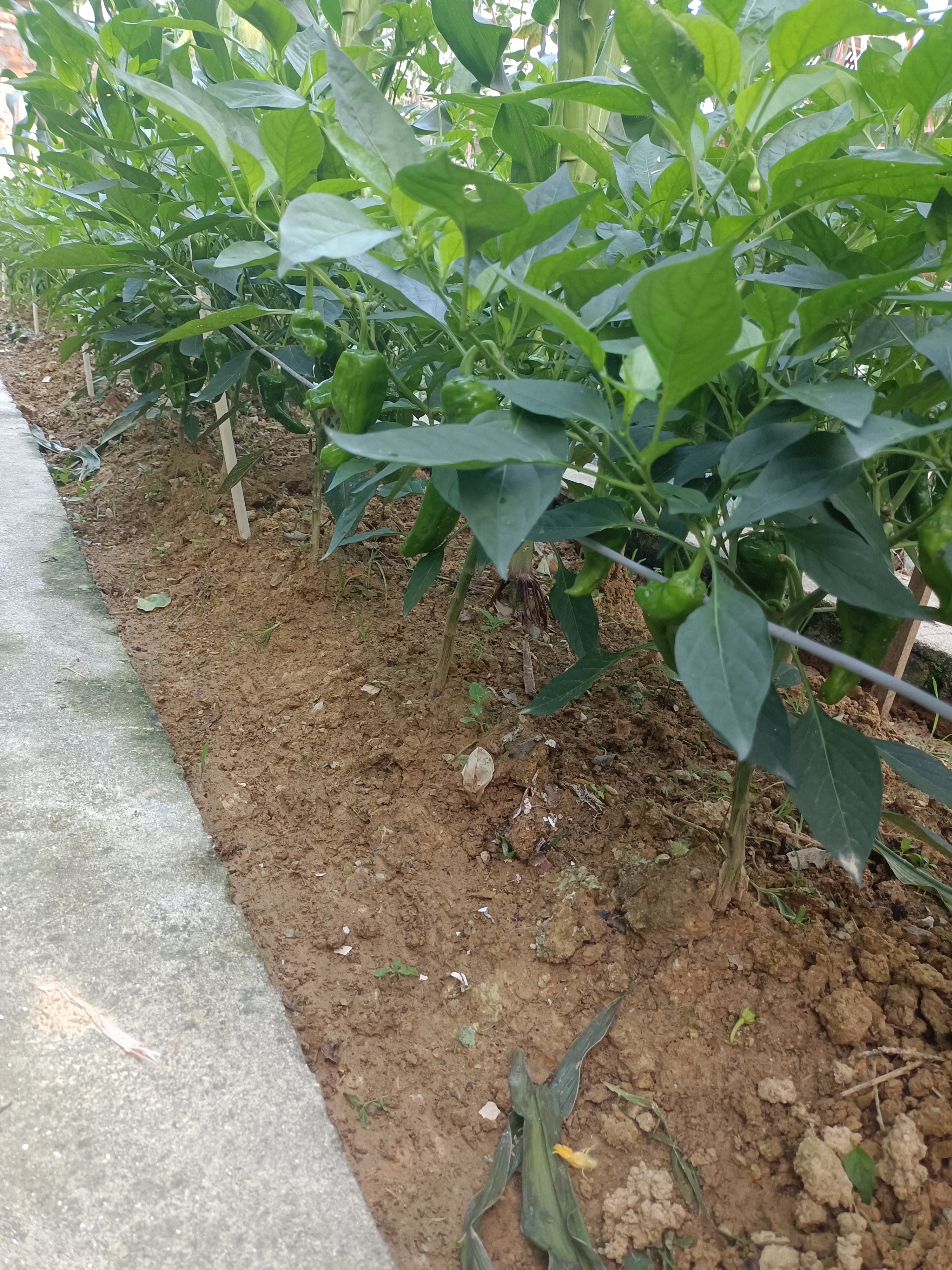 绿族羊粪发酵有机肥花肥盆栽花卉专用肥庭院蔬菜植物绿植农家肥料通用 实拍图
