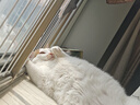 顽皮小金盾猫粮100%鲜肉全价成猫冻干猫粮1.8kg鸭肉配方新老随机发货 实拍图