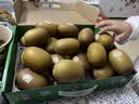 佳沛（zespri）新西兰阳光金奇异果10粒巨大果单果146-175g 猕猴桃水果礼盒 实拍图