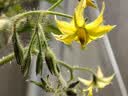 精忠报国植物补光灯大棚蔬菜花卉led室内绿植专用仿太阳全光谱园林生长灯 【仿太阳全光谱补光灯】白-30W 配3米灯头线 实拍图